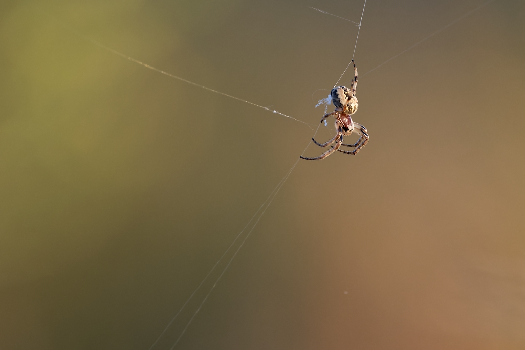 DSC_9321_DxO.jpg