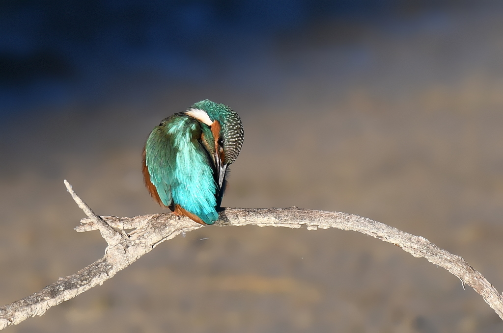 DSC_0928.JPG