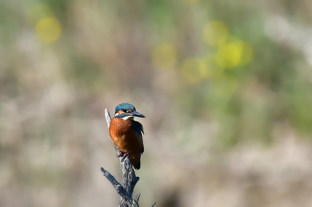 DSC_4448.JPG