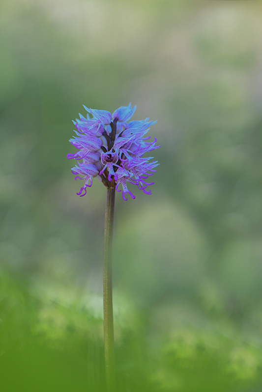 65-Orchis singe (O. simia).jpg