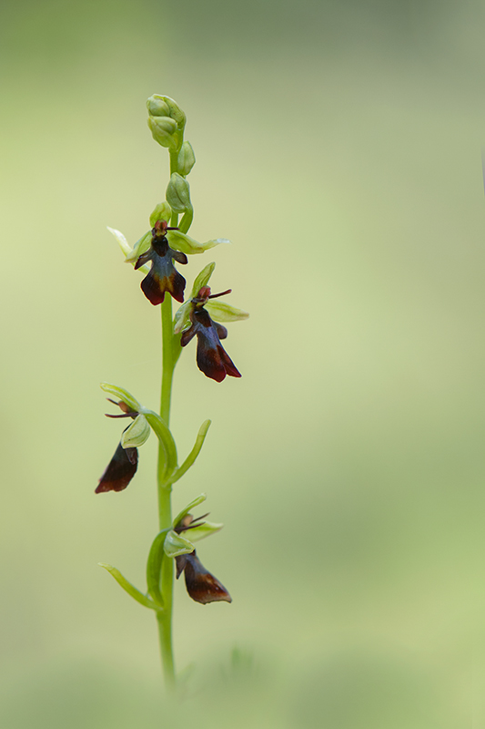 67-Ophrys mouche (O.insectifera).jpg