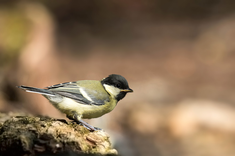 mésange_charbo.jpg