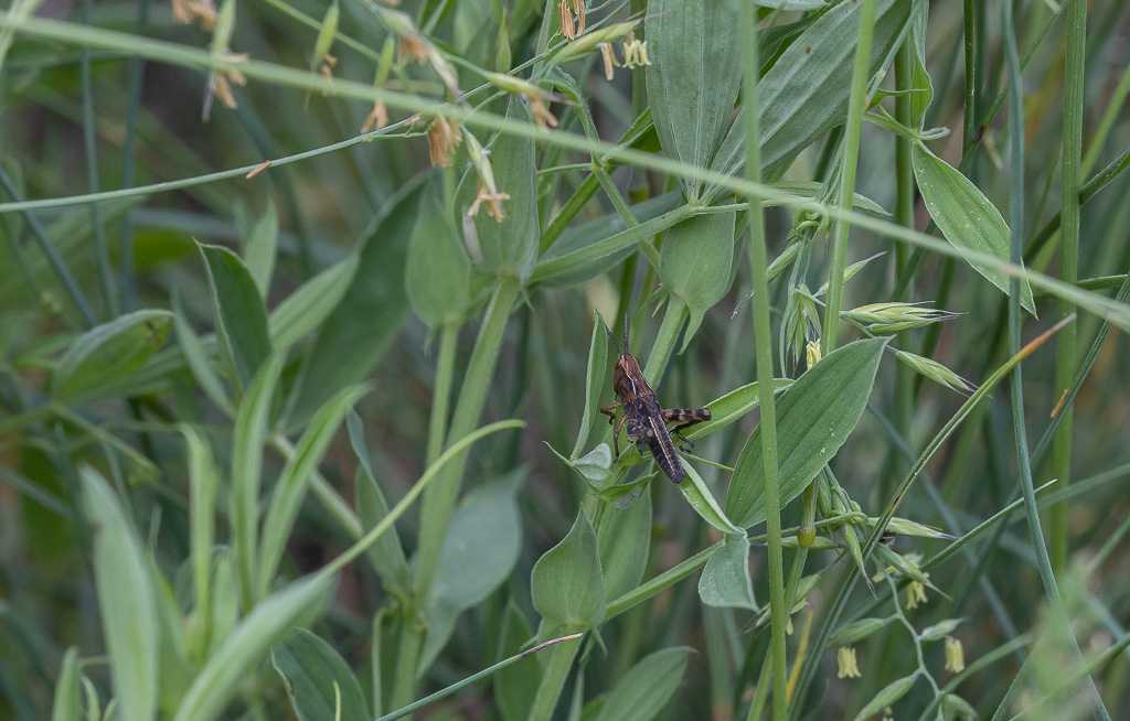 9- Flore Névache (Vallée de la Clarée)-1-13.jpg