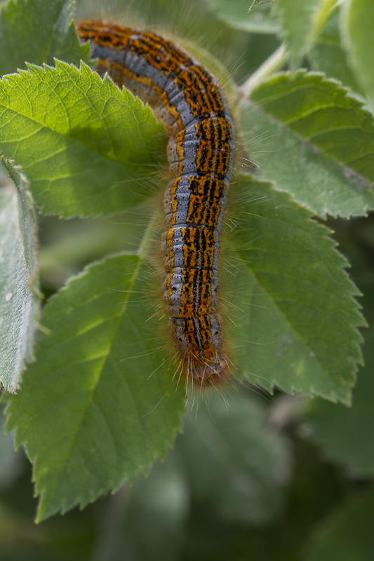 9- Flore Névache (Vallée de la Clarée)-1-14.jpg