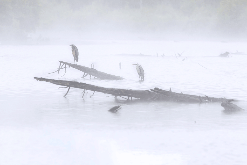 IMG_4474_2.gif