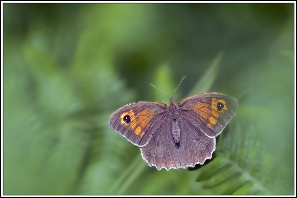 Myrtil(Maniola-jurtina)(45).jpg