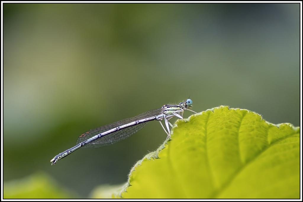 agrion-blanchatre(Platycnemis-latipes)(2_7).jpg