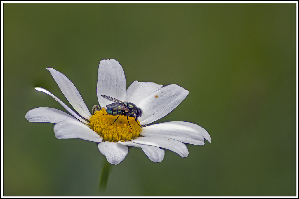 lucilie-soyeuse(lucilia-sericata)(5_14)(1).jpg