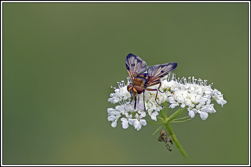 ectophasia-crassipennis(7_13).jpg