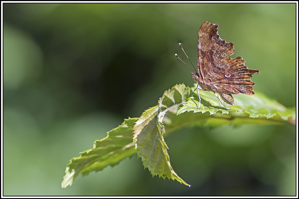 robert-le-diable-1ere-génération(polygonia-c-album)(20_26).jpg