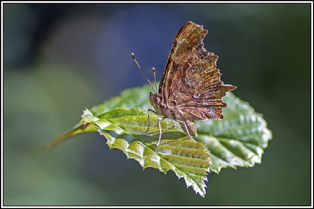 robert-le-diable-1ere-génération(polygonia-c-album)(27_32).jpg