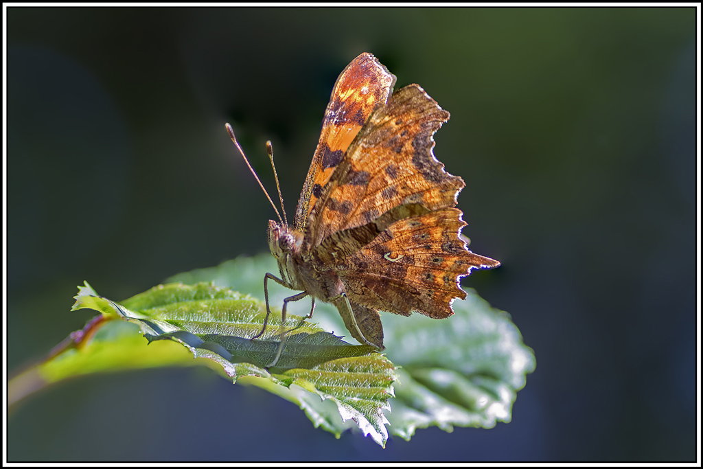 robert-le-diable-1ere-génération(polygonia-c-album)(33_39).jpg