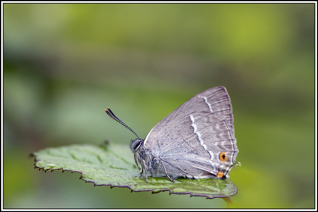 thecle_du_chene(neozephyrus-quercus)(6_9)(1).jpg