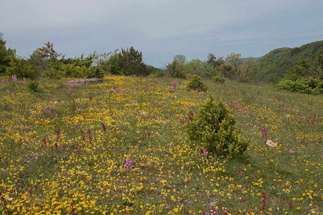 75-Prairie fleurie en Aveyron .jpg