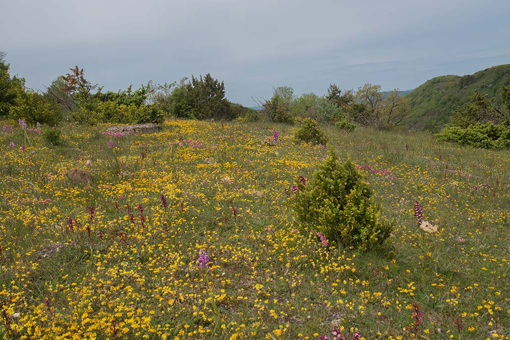 75-Prairie fleurie en Aveyron .jpg