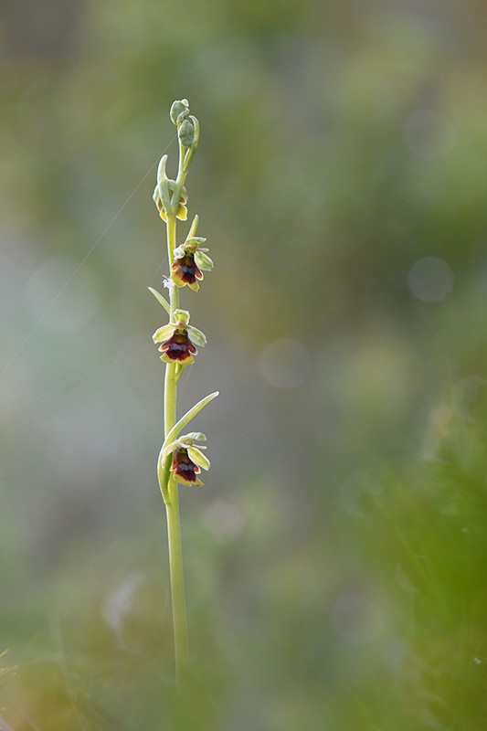 76-Ophrys d'Aymonin (O.aymoninii).jpg