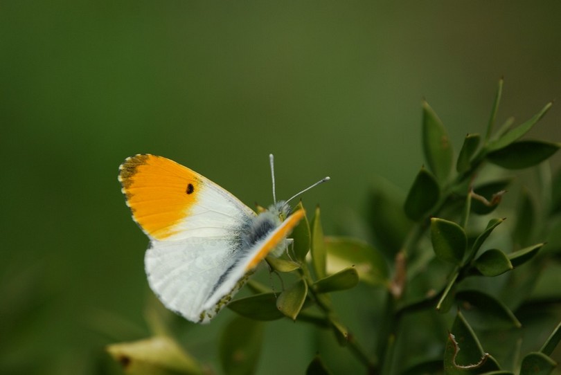 DSC_0267 copie.jpg