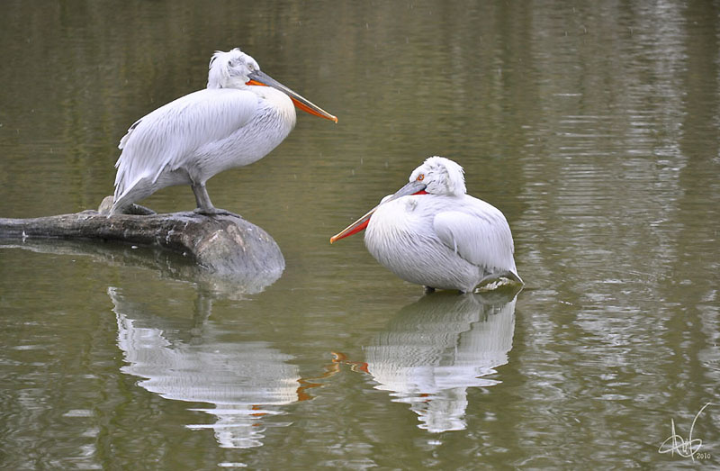 pelicans-frises.jpg