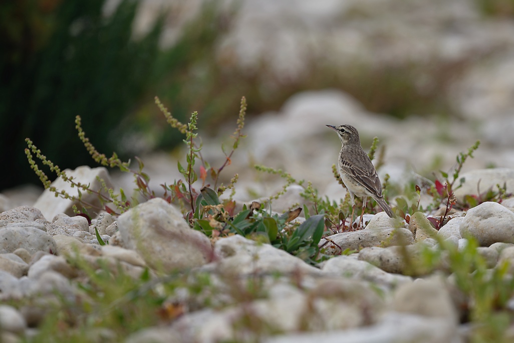 DSC_9363_DxO.jpg