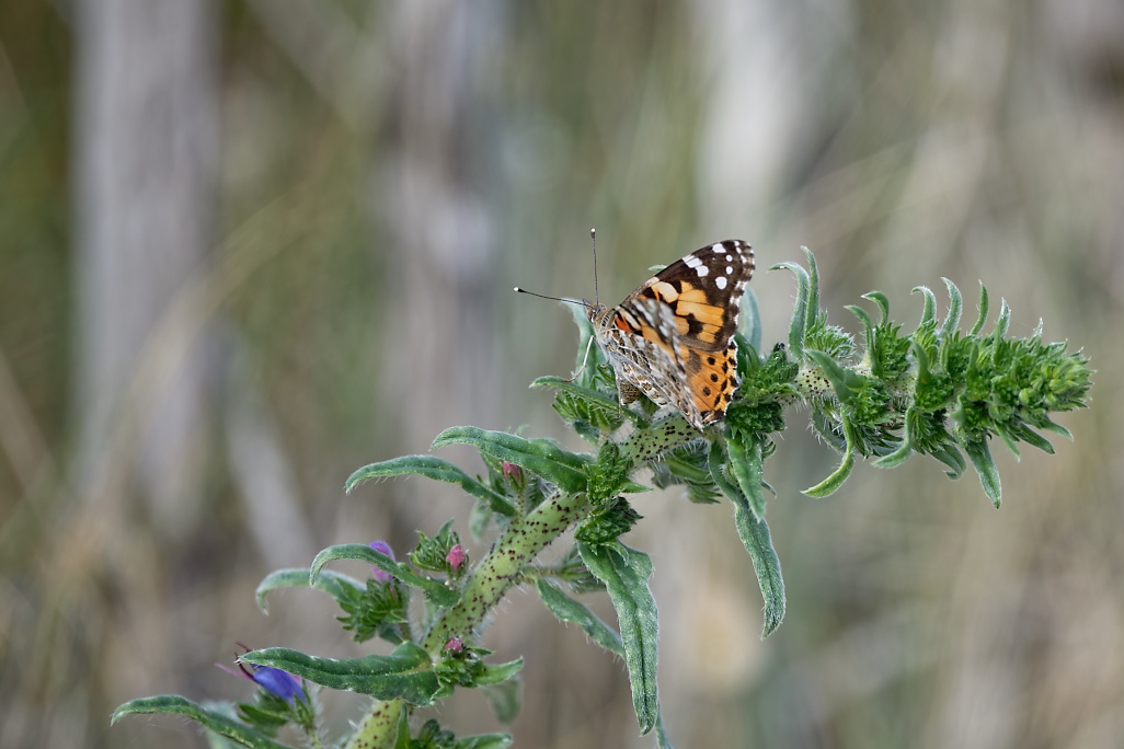 DSC_9413_DxO.jpg