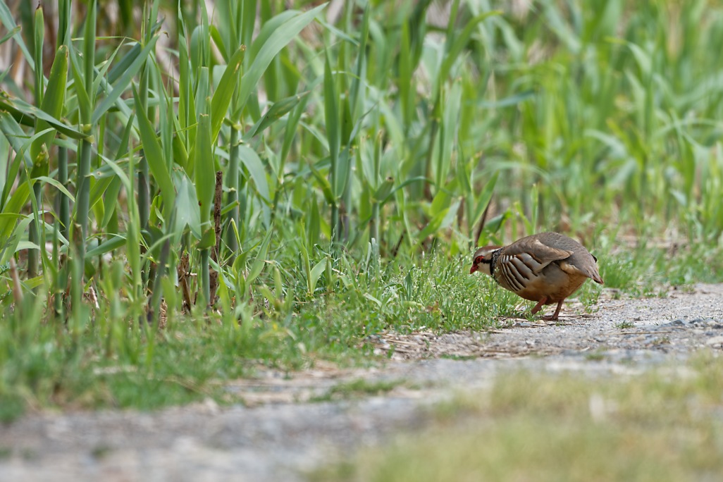 DSC_9481_DxO.jpg