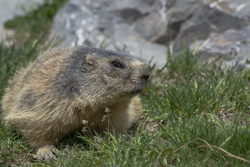 Marmotte-1-9.jpg