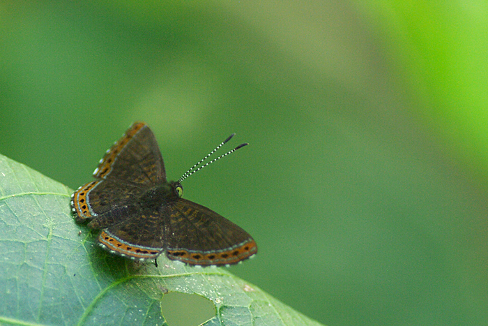 Chalodeta-chaonitis-_-Puerto-prado-082009-_-01-web.jpg
