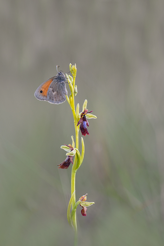95-Procris sur ophrys mouche.jpg