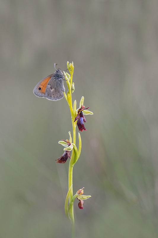 95-Procris sur ophrys mouche.jpg