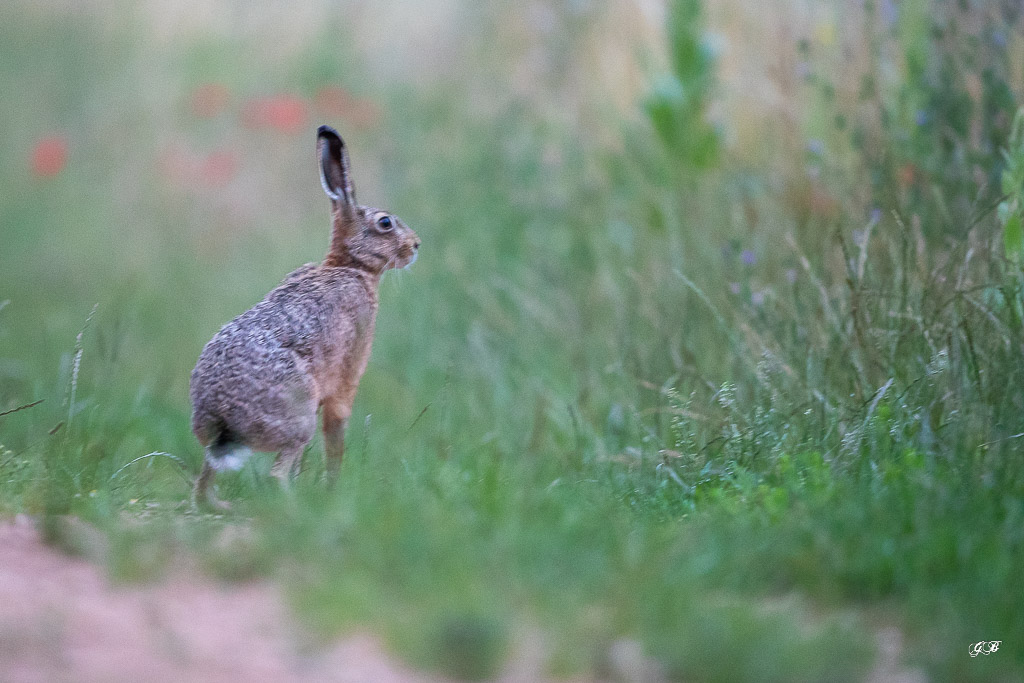 Lièvre d'Europe (Lepus europaeus)-Broxn hare-484.jpg