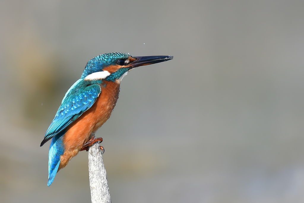 DSC_4764.JPG