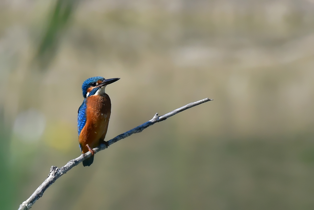 DSC_4906.JPG