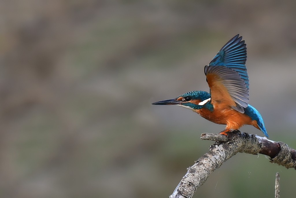 DSC_4703.JPG