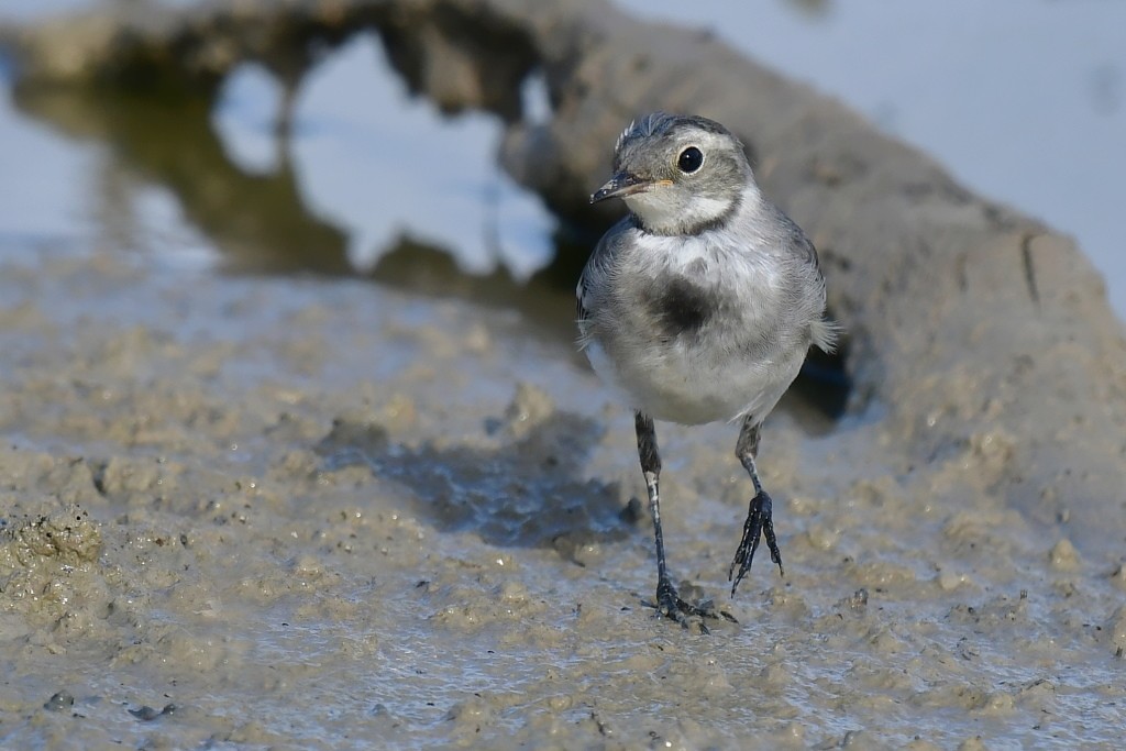 DSC_4745.JPG