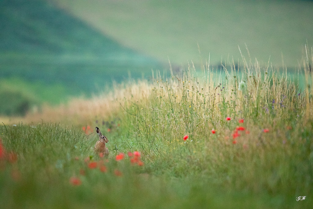 Lièvre d'Europe (Lepus europaeus)-Broxn hare-492.jpg