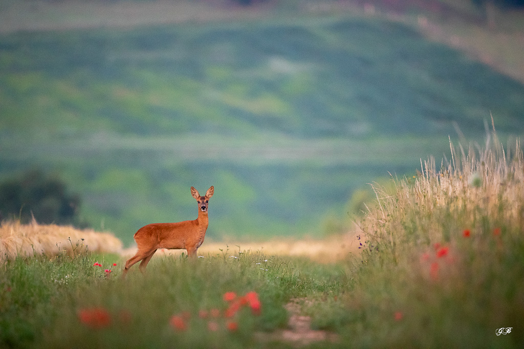 Chevreuil d'Europe (Capreolus capreolus) Roe deer-632.jpg
