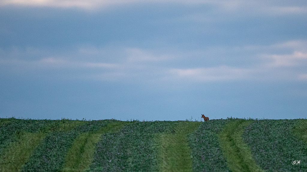 Renard Roux (Vulpes vulpes) Red fox-470.jpg