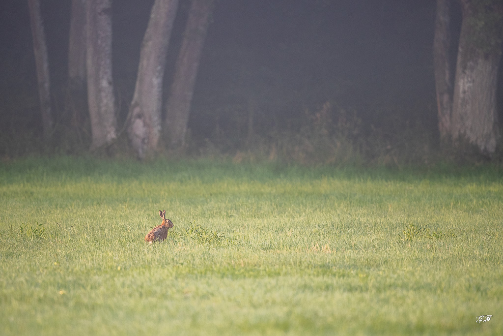 Lièvre d'Europe (Lepus europaeus)-Brown hare-493.jpg