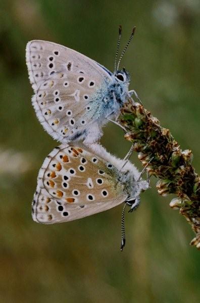azuré bleu céleste (2).jpg