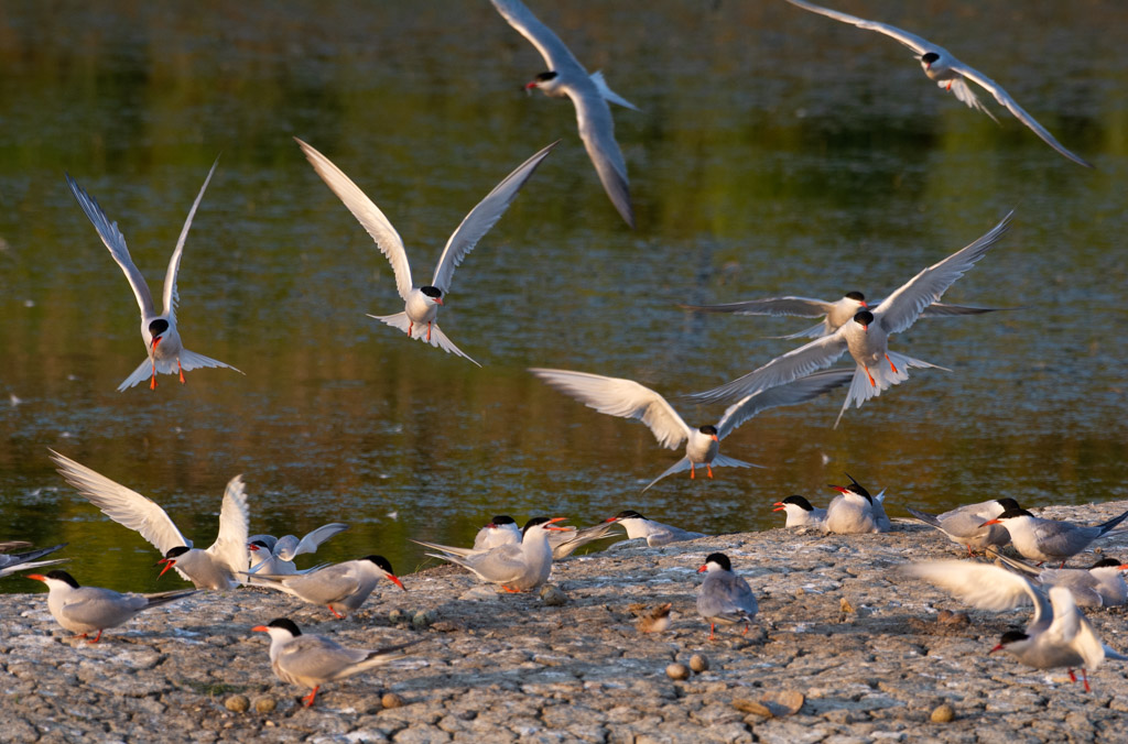 DSC_3378.jpg