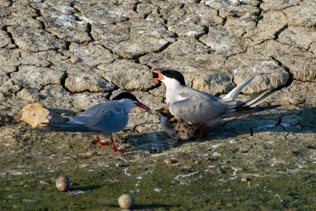 DSC_3838.jpg