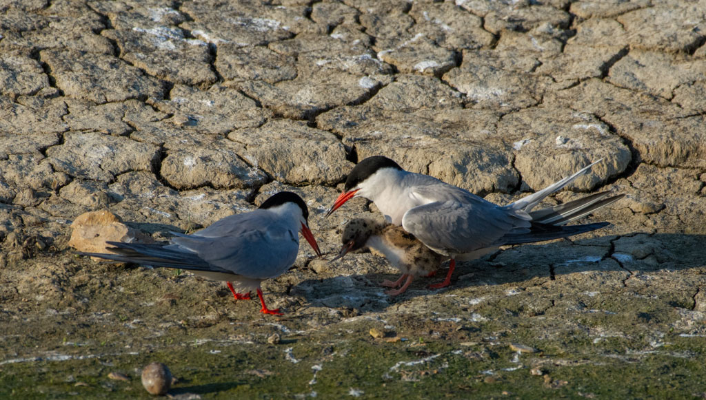 DSC_3840.jpg