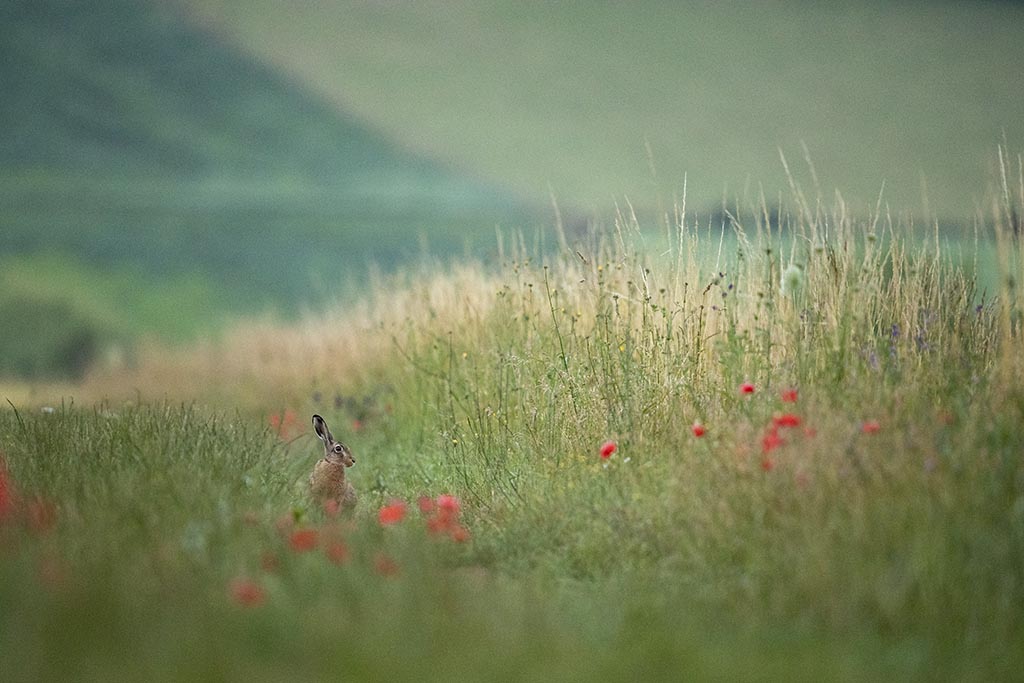 Lièvre d'Europe (Lepus europaeus)-Brown hare-492 copie.jpg