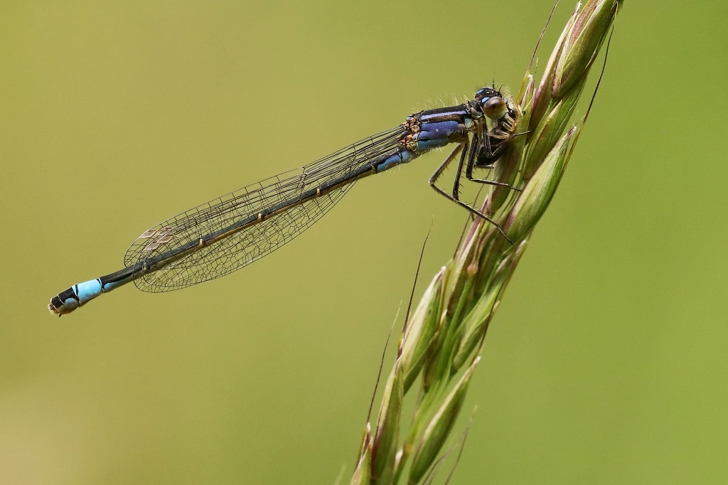 2 IMG_ELEGANS.jpg