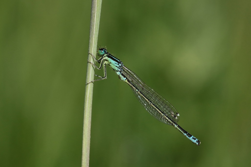 8 IMG_PUMI.JPG