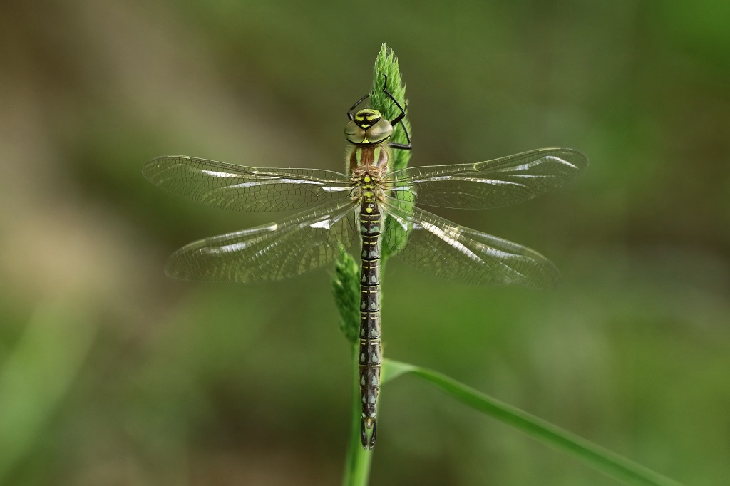 12 IMG_BRACHY.JPG