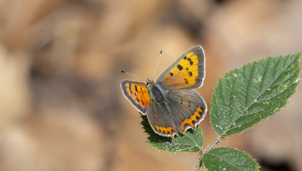 Papillon Cuivré commun.jpg
