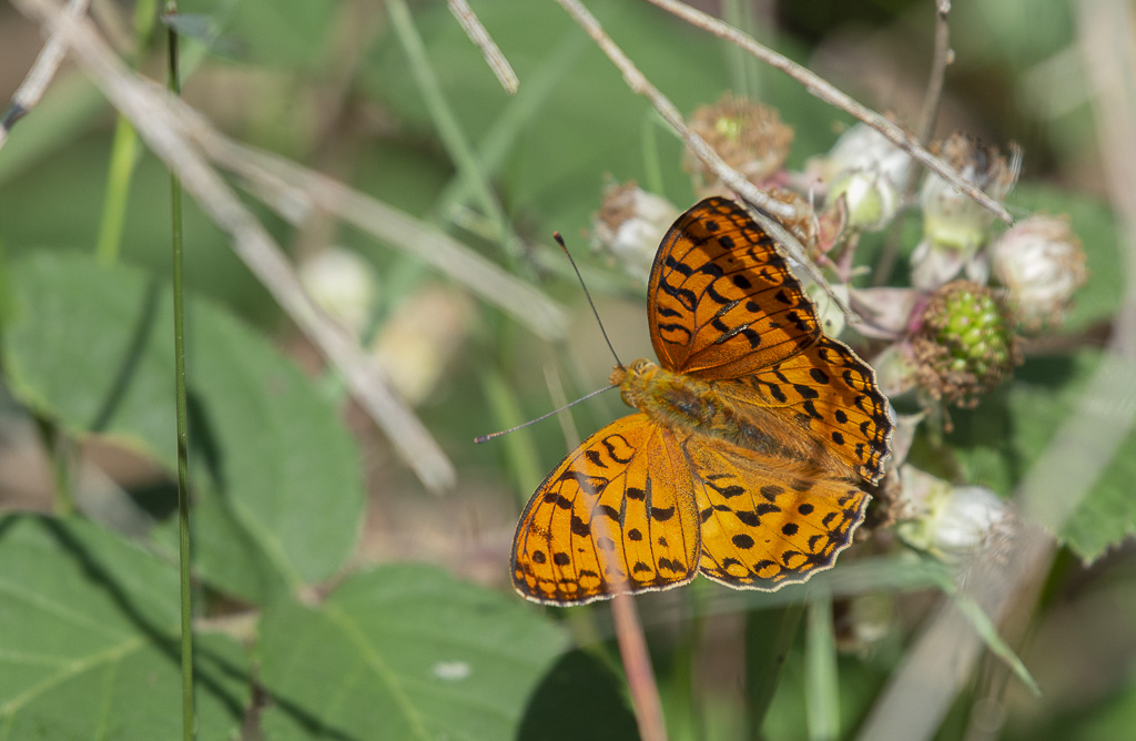 Papillon Grand Nacré 1-2.jpg