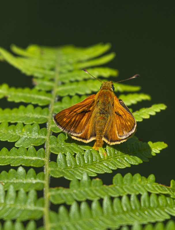 Papillon- La Sylvaine.jpg