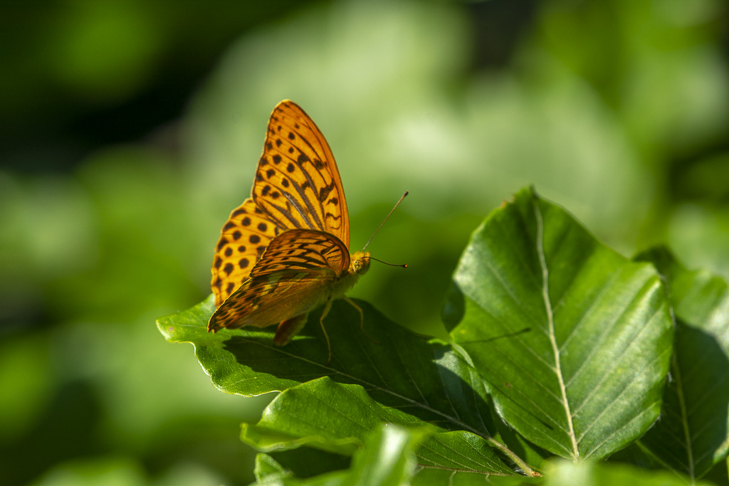 Papillon Tabac d'Espagne.jpg